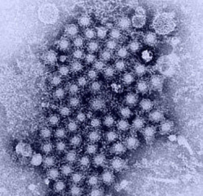cluster of hepatitis viruses