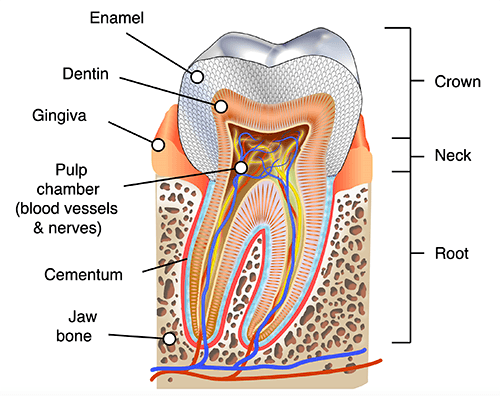 diagram showing the anatomy of a human tooth