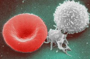 red blood cell (left), platelet (middle), and white blood cell (right)