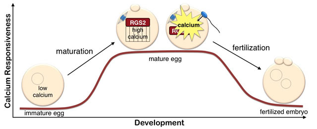 Researchers identify protein in mice that helps prepare for healthy egg-sperm union