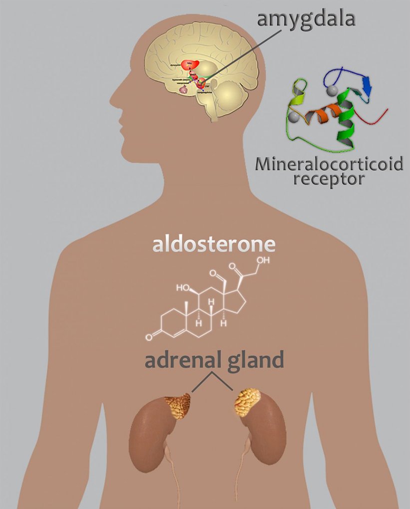 NIH findings link aldosterone with alcohol use disorder