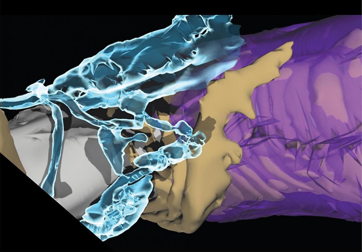 3D illustration of an astrocyte