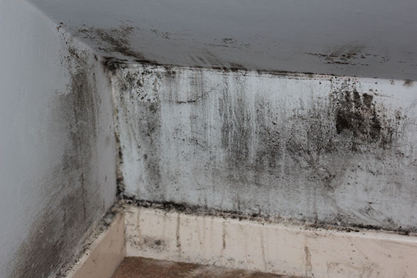 Most Toxic Mold, Black Mold.