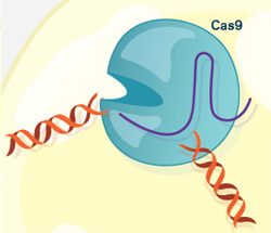 CRISPR/Cas9 illustration