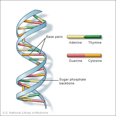 diagram of DNA strand