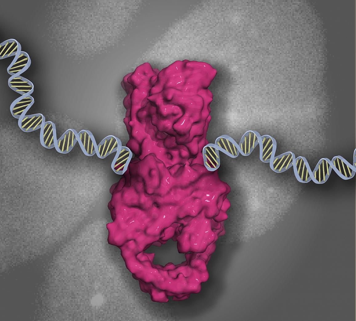 Illustration of a TOP2 DNA-protein cross-link (magenta) bound to DNA