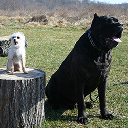 two breeds of dog that have massively differing physical traits