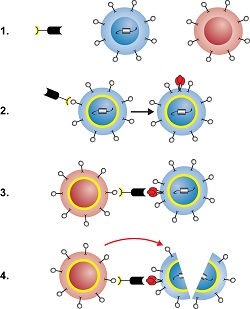 HIV Cure Research: NIH Scientists Create Two-Headed Protein to Deplete HIV Reservoir