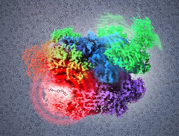 New study using cryo-electron microscopy shows how potential drugs could inhibit cancer