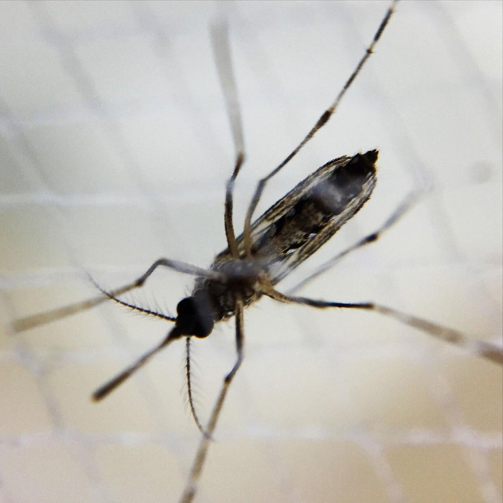 Experimental dengue vaccine protects all recipients in virus challenge study