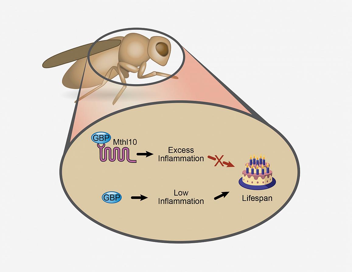 Illustration showing the binding of GBP to Mthl10 promotes inflammation, which decreases the lifespan of a fruit fly. In contrast, the removal of GBP’s binding partner Mthl10, produces less inflammation and increases the lifespan of the fly.