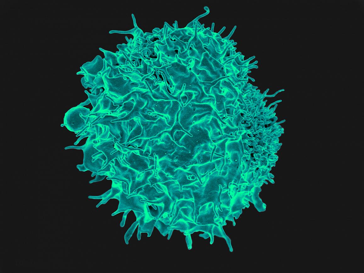 Colorized scanning electron micrograph of a T lymphocyte. The engineering of lymphocytes, white blood cells, can be used in the targeted killing of cancer cells.