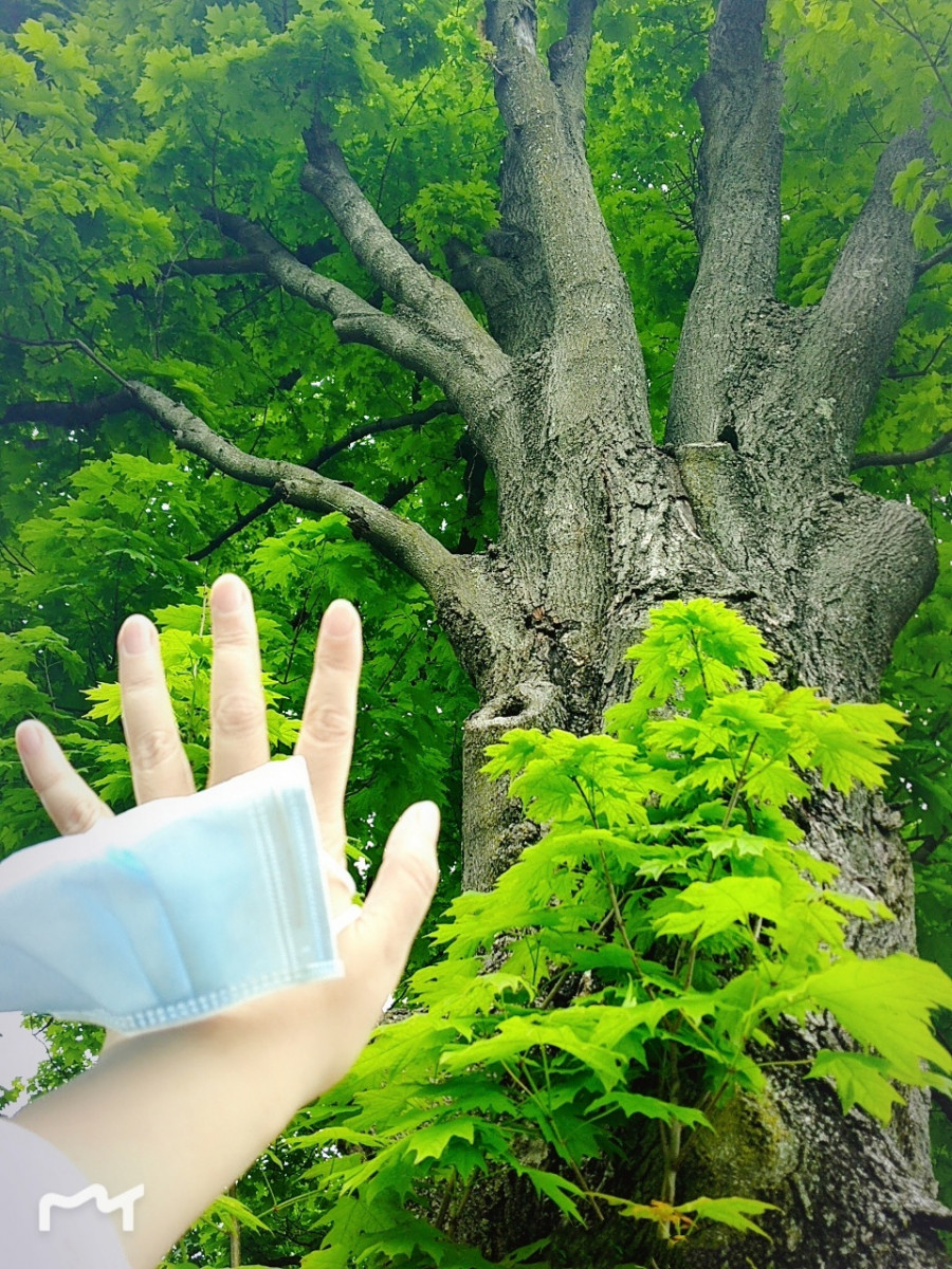 person holding a face mask and reaching towards a tree