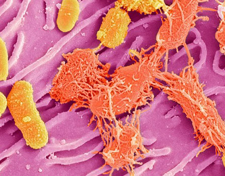 microbes within a human body