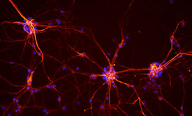 neurons