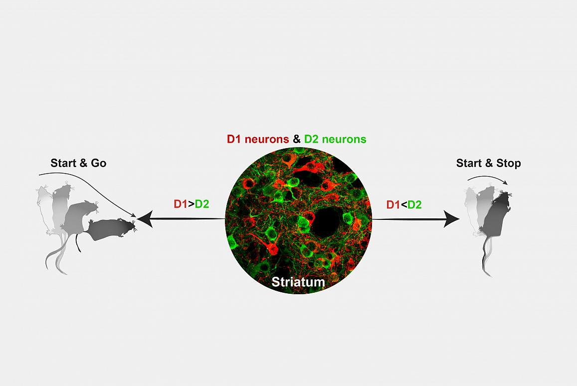 schematic of D1 and D2 dopamine neurons and their effect on movement in mice