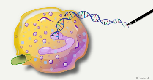 This image represents an infection-fighting cell called a neutrophil. In this artist’s rendering, the DNA of a cell is being “edited” with a pen-like tool to help restore its ability to fight bacterial invaders.