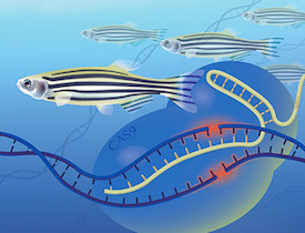 A new role for zebrafish: larger scale gene function studies