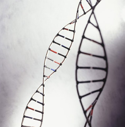 NIH researchers link single gene variation to obesity