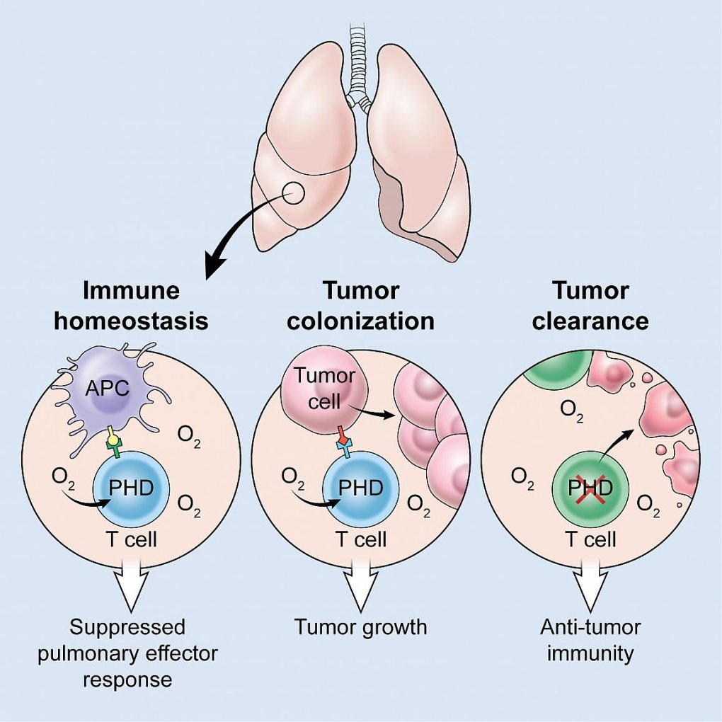 Oxygen can impair cancer immunotherapy in mice