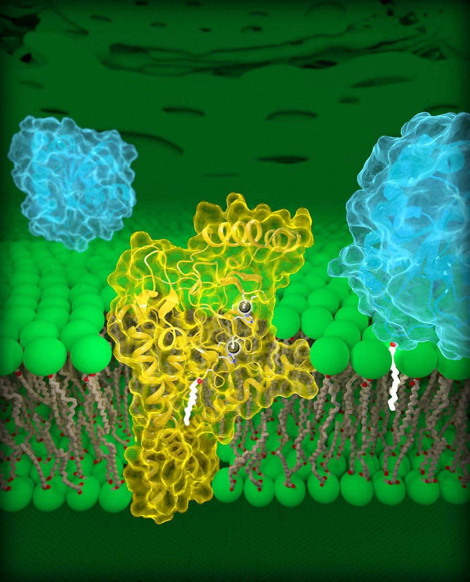 Molecular view of DHHC palmitoyltransferases. Human DHHC20 (yellow) is embedded in the Golgi membrane (green), a compartment located inside cells. DHHC20 attaches a fatty acid chain (white) to a target protein (blue, foreground), which anchors the protein to the Golgi membrane.