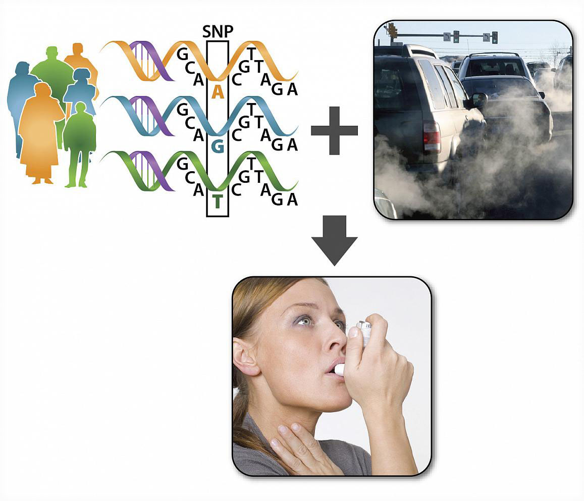graphic depicting the relationship between genes, air pollution, and asthma