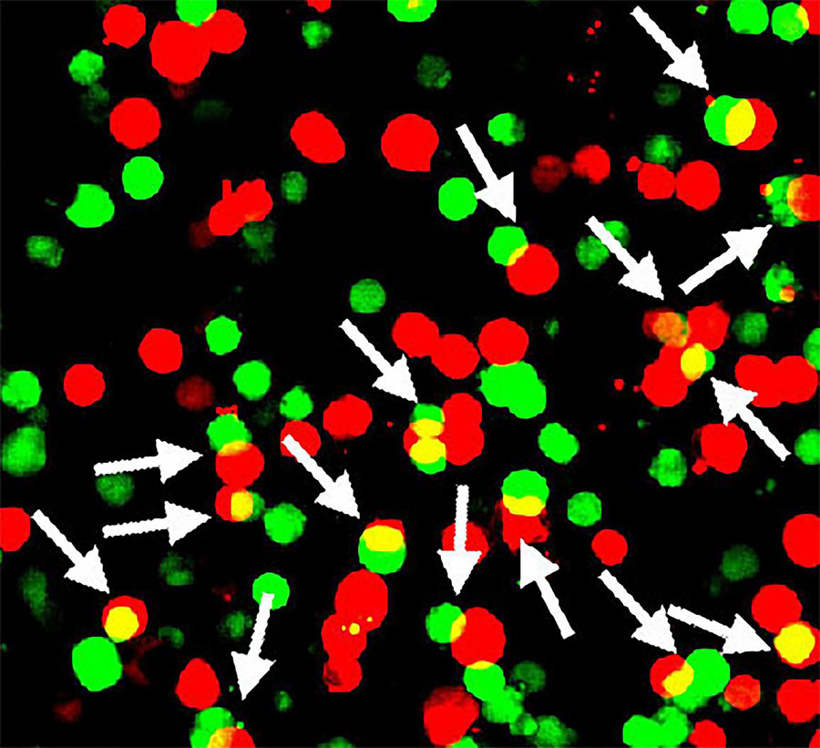 product of the Shia7 gene (green) stick to GABA type A neurotransmitter receptors (red)