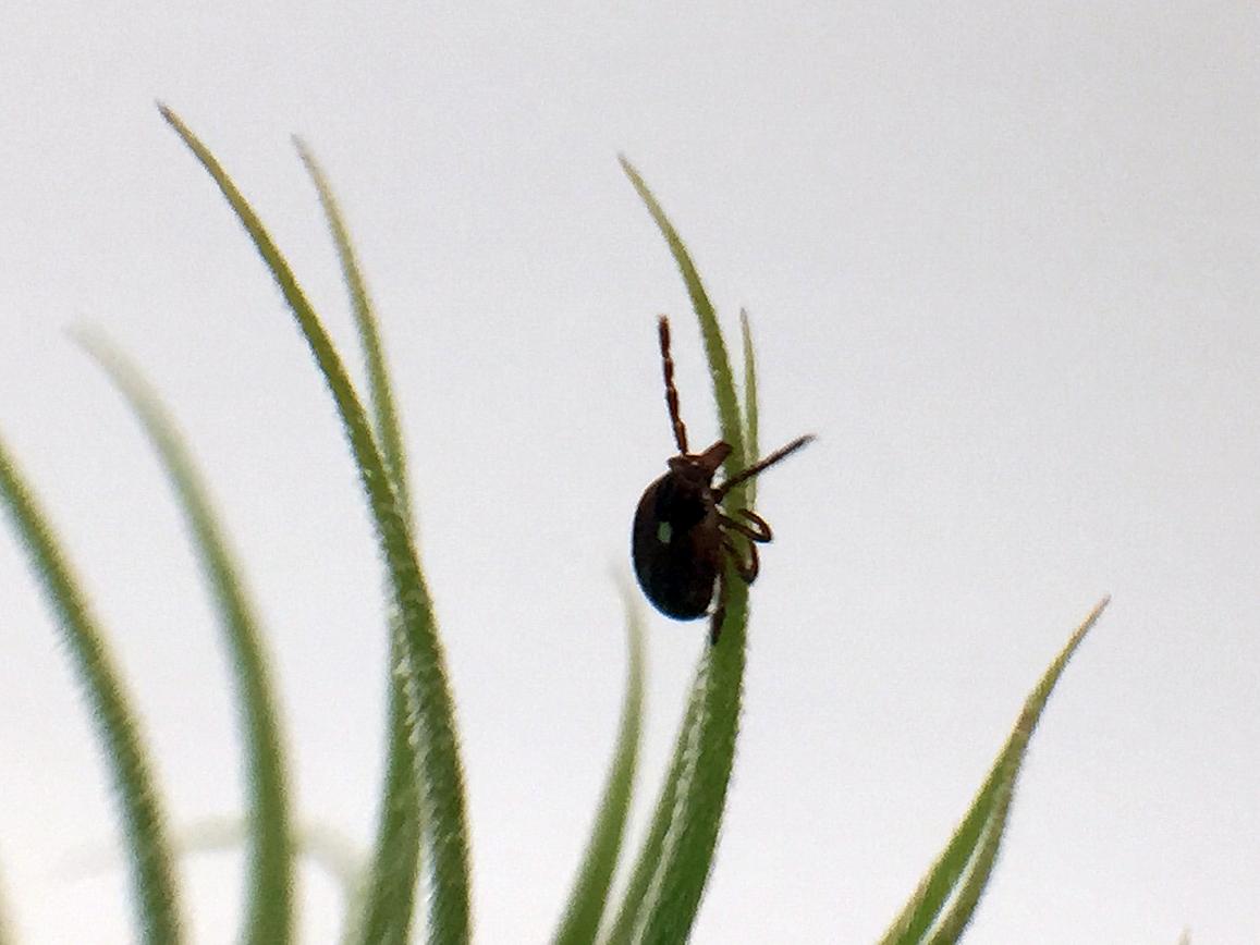 An adult female Lone Star tick climbs on a plant
