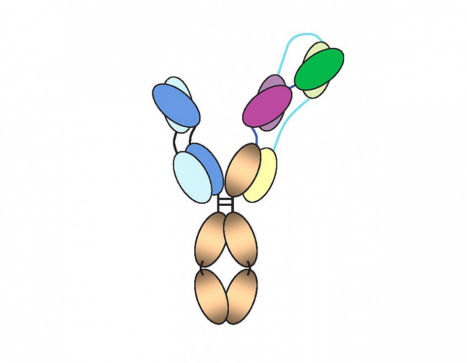 Diagram of the “three-in-one” HIV antibody. The blue, purple and green segments each bind to a different critical site on the virus.