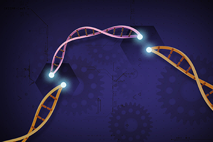 Illustration of a broken DNA strand showing where gene editing may take place.