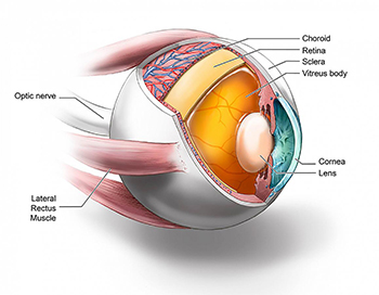 cross section of eyeball