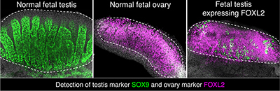 three images of male mice testes