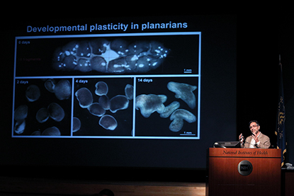 Alejandro Sanchez Alvardo at podium with giant screen behind him showing images of planarians dividing.