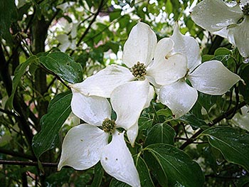 white flowers on dogwood tree