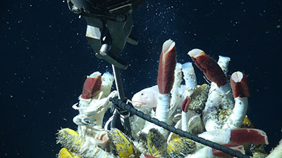 deep sea vent with tube worms radiating from it