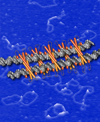 molecular model