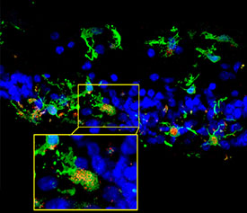 blue and green stained cells