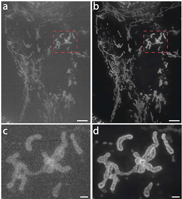 Mitochondria in live human bone osteosarcoma epithelial cells