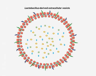 illustration of a cross section of a bacterial vesicle.