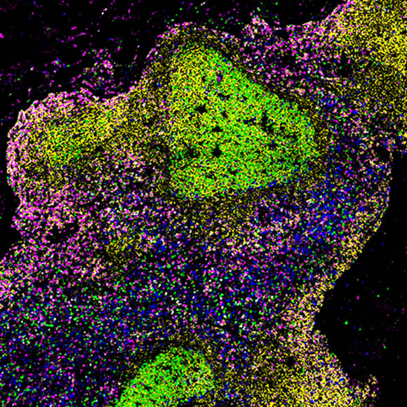 Multicolored microscopic image