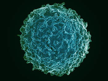 B cell. Blue sphere with ridges