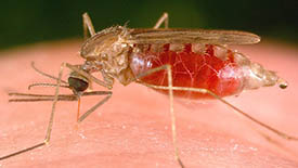 close-up of mosquito on human skin