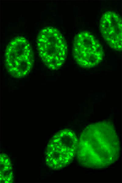 green florescent cells