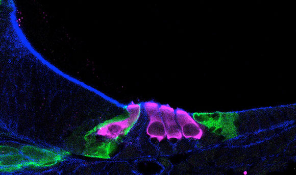 hair cells in a mouse cochlea