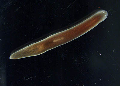 flatworm