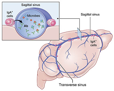 illustration of cross section of sinuses in brain