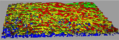 Model of epithelial tissue