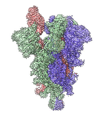  3-D model of a spike protein