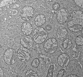 cells in black and white