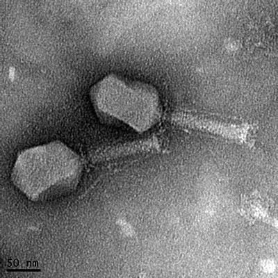 image of phage